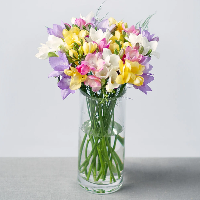 51 Freesia Like Flowers Flowyes