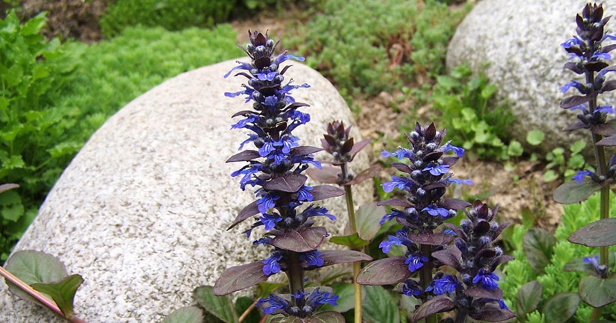 Trumpeting The Nearly Forgotten Bugle