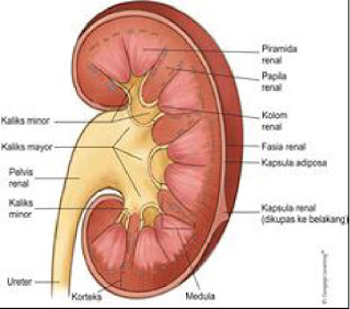 Anatomi internal Ginjal