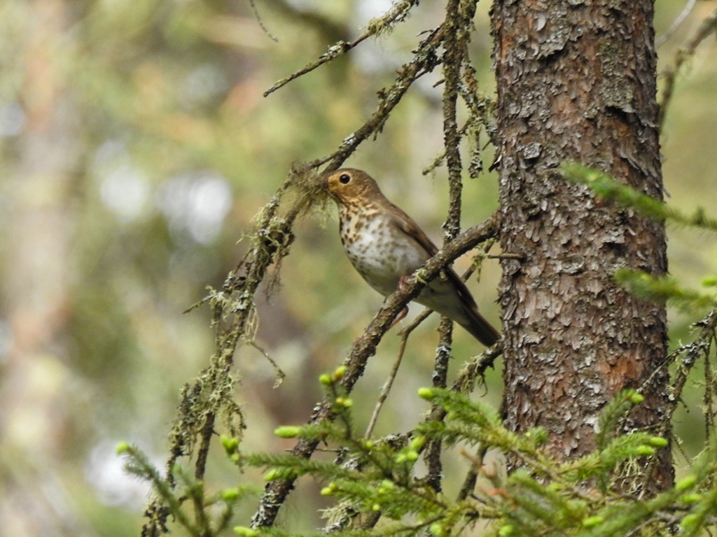 Birds of South Porcupine and Timmins Summer 2021 Update Ontario
