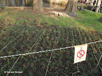 Freshly planted plot - Ueno Park, Tokyo, Japan