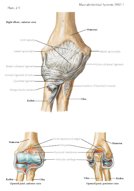 ELBOW LIGAMENTS, Ligaments and Capsule, Proximal Radioulnar Articulation, 