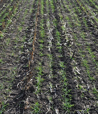 cereal rye cover crop dry drought minnesota seed soil