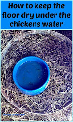 dry keep floor under waterer coop chicken duck water muranochickenfarm keeping spilled wet