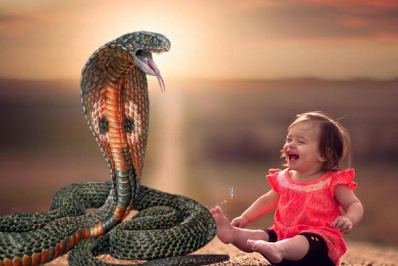 Девочка змейка. Девочка змея в реальной жизни. Индийская Кобра папа индийской кобры. Дети играющие с коброй.