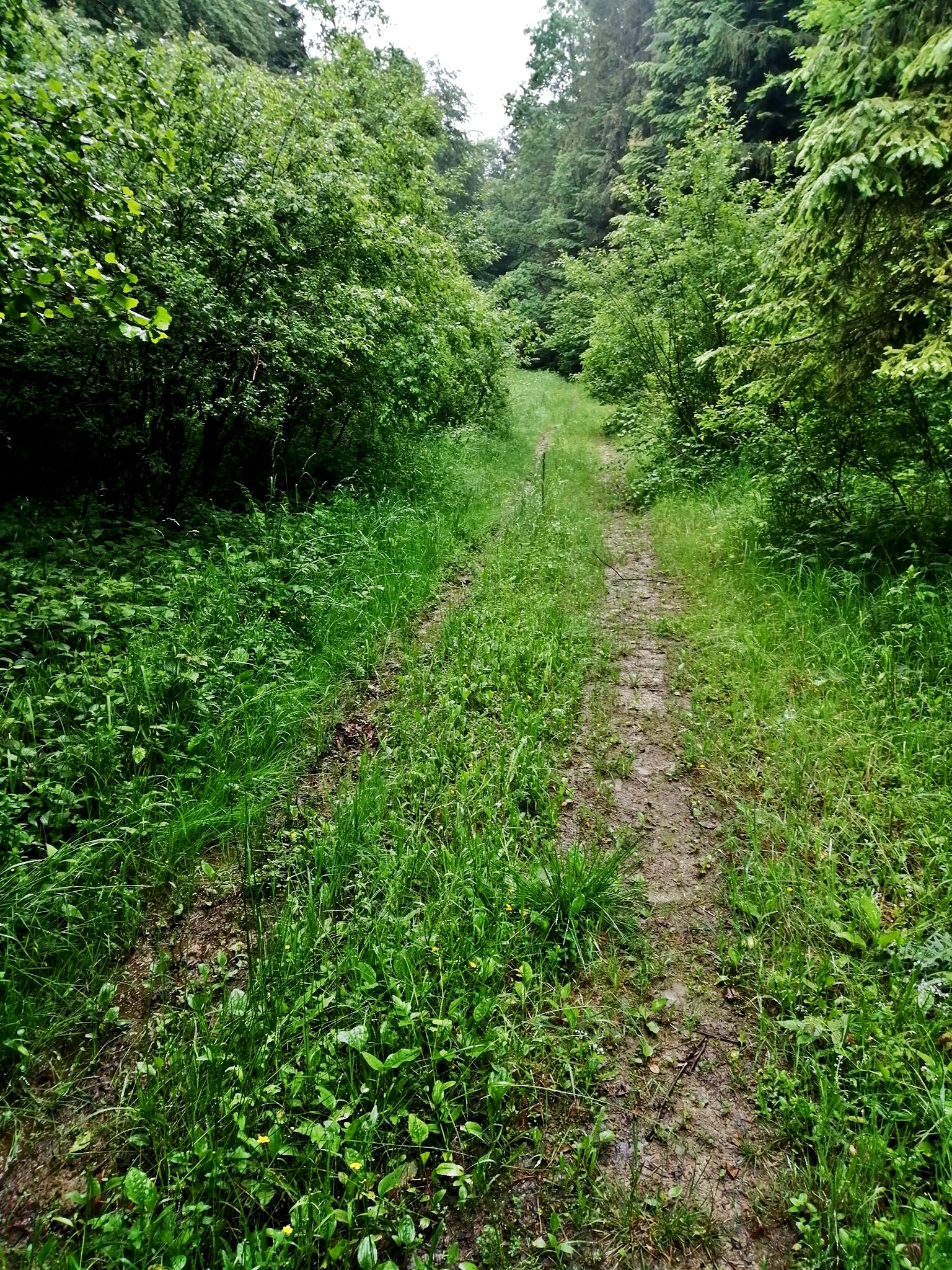 Huta Pielgrzymska ( Samoklęska) relikty wsi zagubione w karpackim lesie