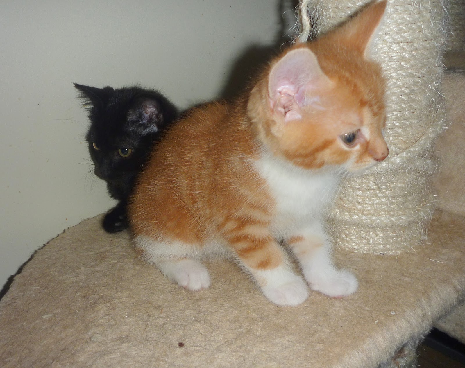 Cat Rescuing, Sunderland GINGER KITTENS