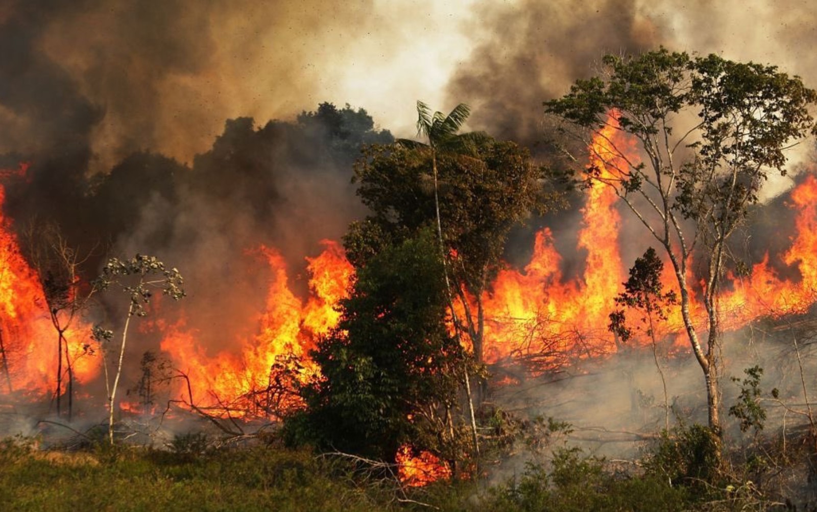 ¿Qué daños ha ocasionado el incendio del Amazonas?