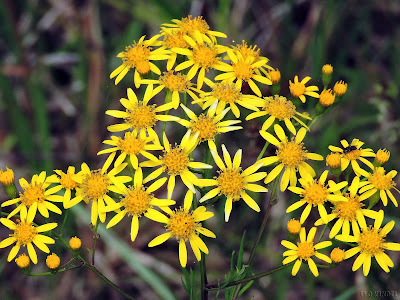 BUTZKE AGRÍCOLA E FLORESTAL  TAIÓ/SC Senecio brasiliensis (Flordas