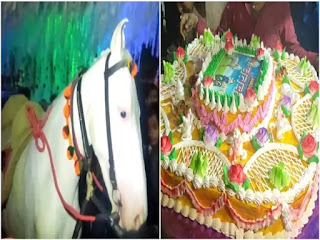 घोड़ी के जन्मदिन पर काटा गया 50 पाउंड का केक, जमकर हुई आतिशबाजी, मालिक ने कही ये बात घोड़ी के जन्मदिन पर काटा गया 50 पाउंड का केक, जमकर हुई आतिशबाजी, मालिक ने कही ये बात