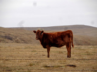 cow, field, North Dakota