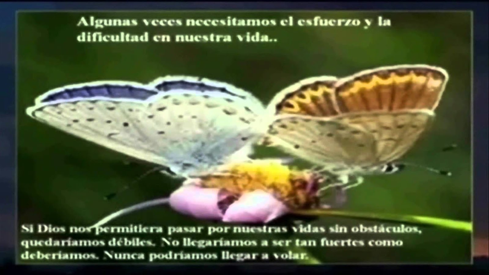 JESUS MI LUZ DIVINA LA MARIPOSA
