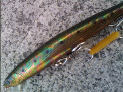 Lucky Craft Oil sardine