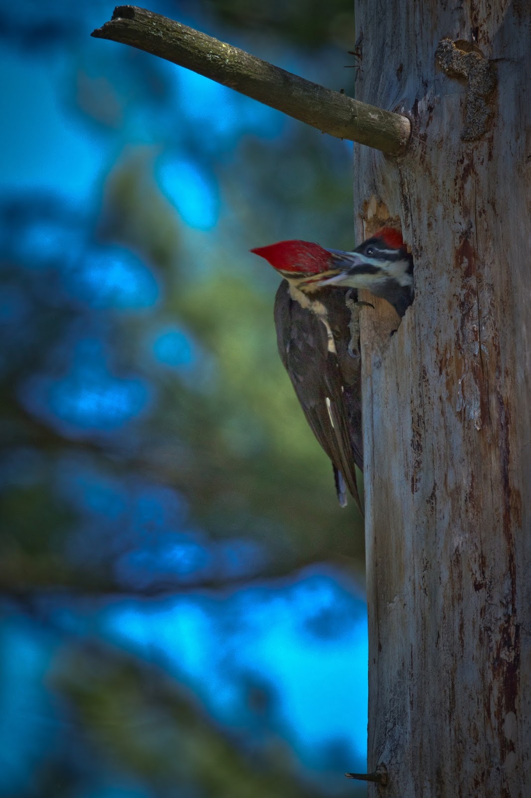 Feather Tailed Stories: Pileated Woodpecker Babies