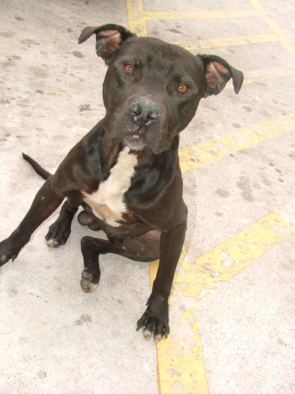Instituto dos Bichos Zeus jovem pit bull preto e branco