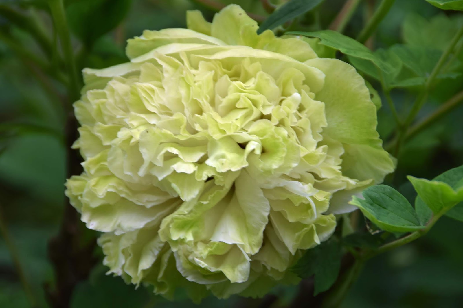 пион древовидный грин джейд. пион грин джейд. пион зеленый нефрит. Green halo пион. пион зеленый шар.