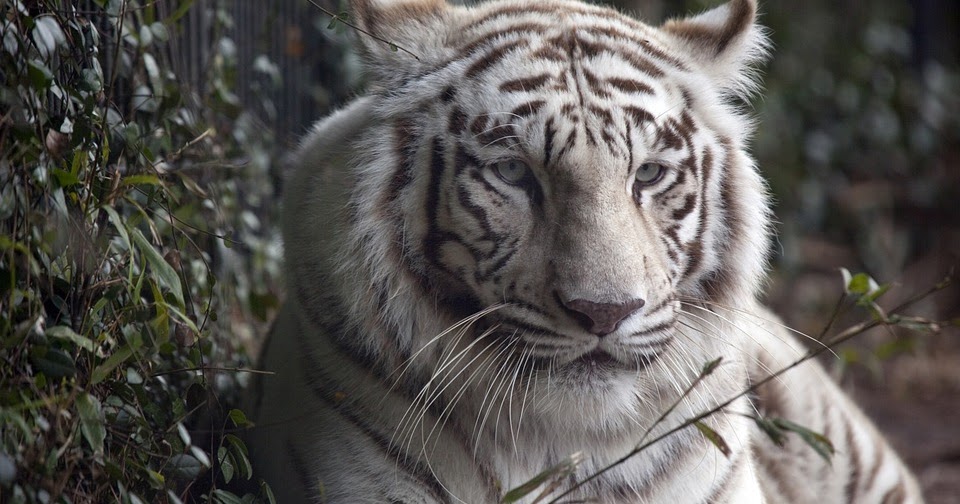 Amalan Khodam Macan Tanpa Puasa Cara Medatangkan Jin dan Amalan Khodam Macan Tanpa Puasa Cara Medatangkan Jin dan
