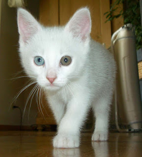 Farklı renklerde gözleri olan bir kedi.