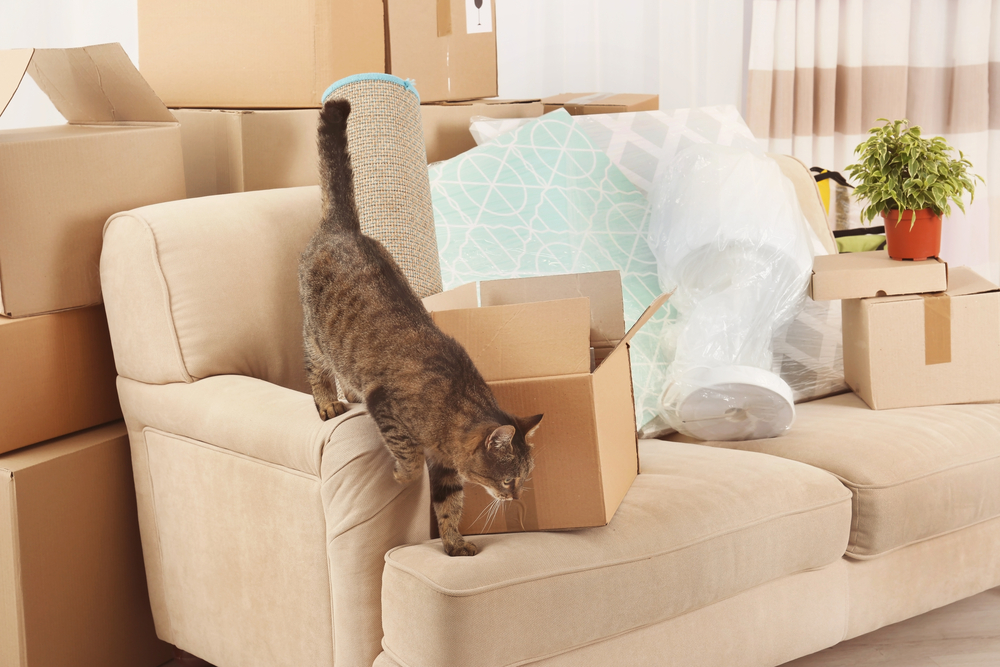 Top Tips for Moving House with your Pets Australian Cat Lover