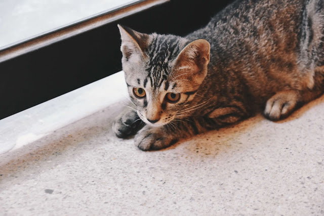 碧耳貓 beercat店貓