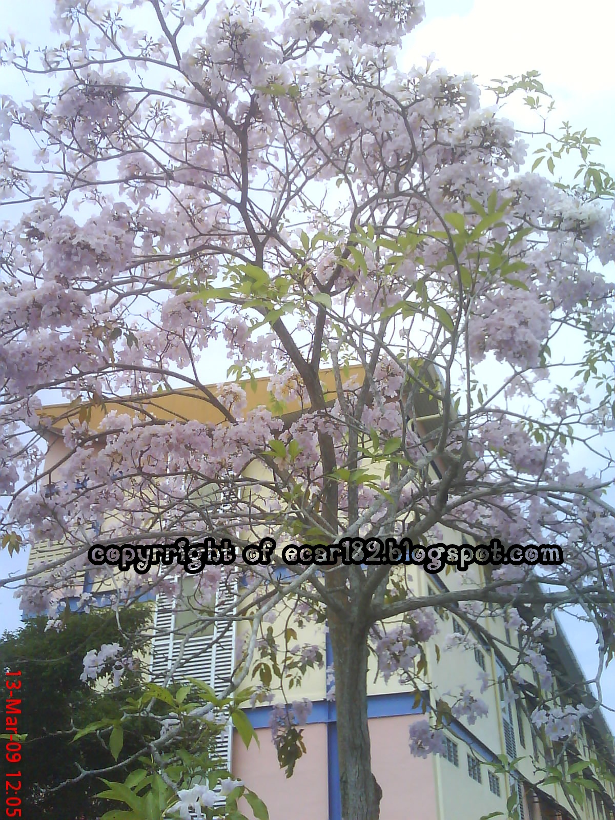 Musim Bunga Di Kmpp (Kolej Matrikulasi Pulau Pinang 