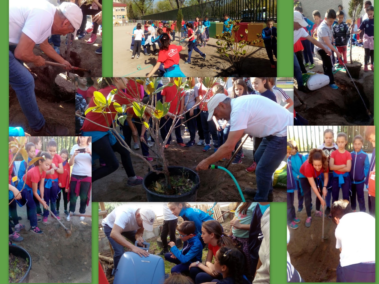 MESETA AL DIA: Nuevos árboles en nuestro patio