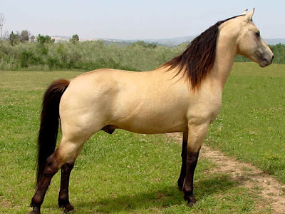صور حصان 2023 صور حصان عربي أصيل