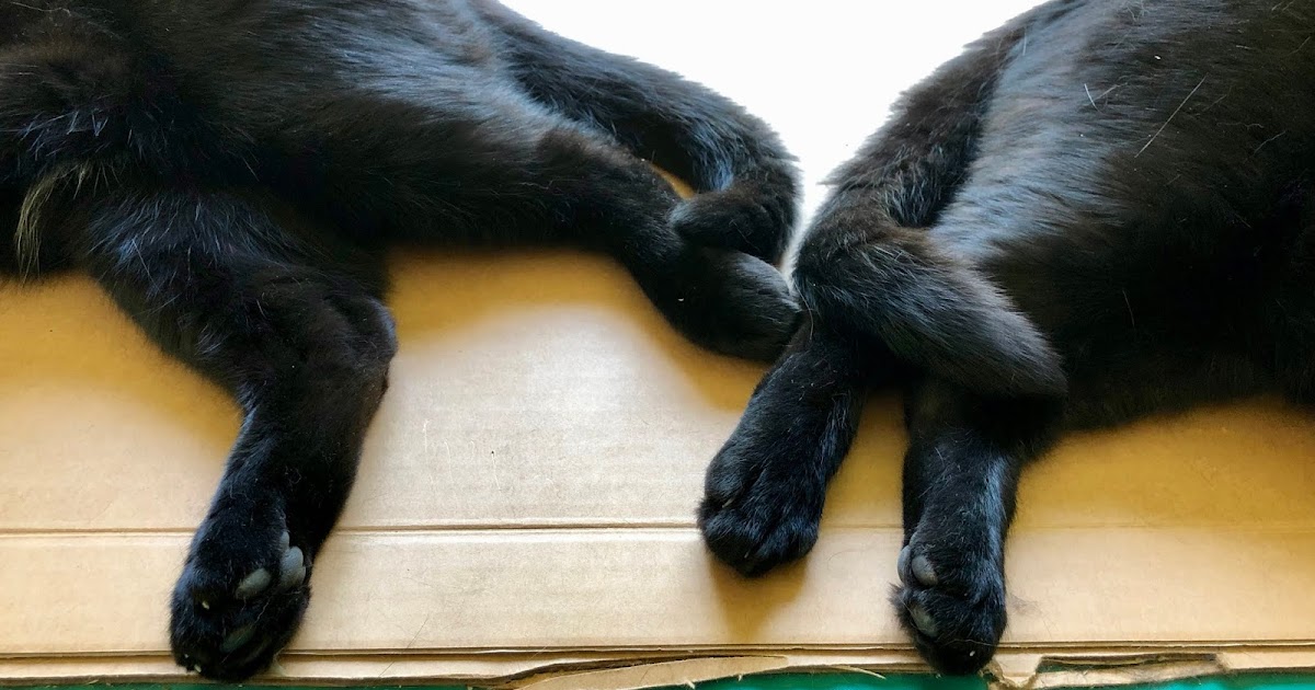 Eastside Cats Bill to Ban Declaw Surgery in Michigan to be Introduced!