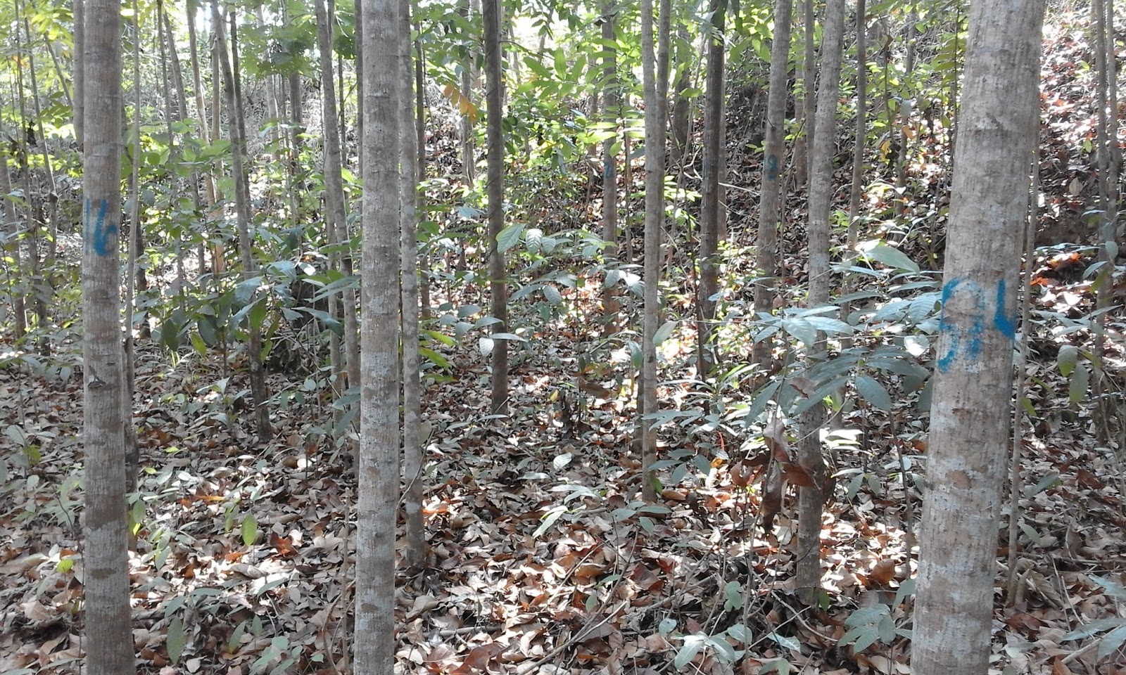 Sustainable Development: Numbering the trees