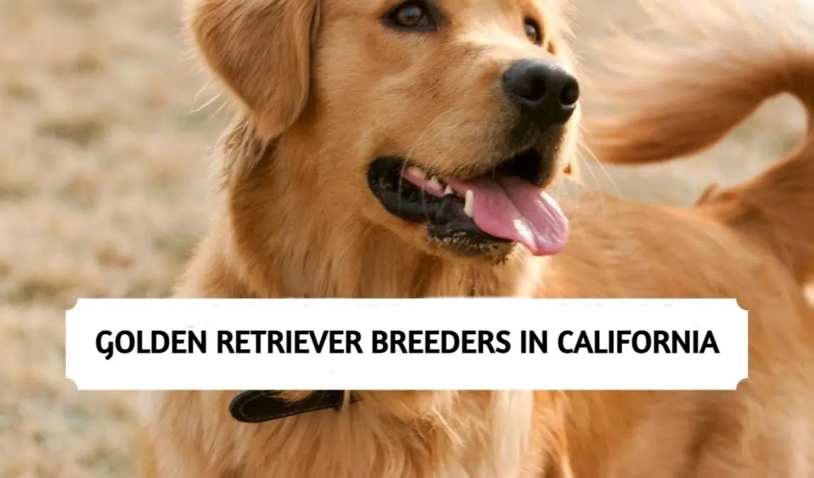 Best Golden Retriever Breeders In California 2022 Top 7 Picks