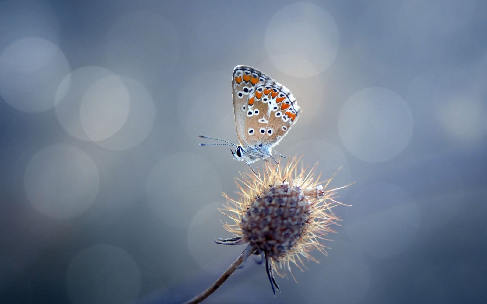 Butterfly - HD Wallpapers | Earth Blog