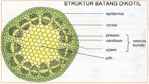 Endodermis pada penampang melintang akar tanaman mangifera indica terdapat di