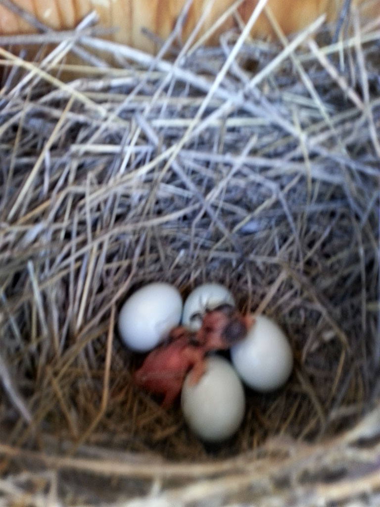 Bird In Everything: Eastern Bluebird Nest