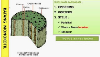 contoh gambar irisan melintang batang tumbuhan monokotil