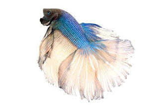 jenis ikan cupang Bi-colored