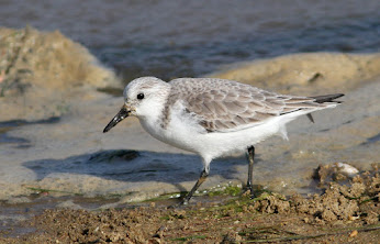 Sanderling