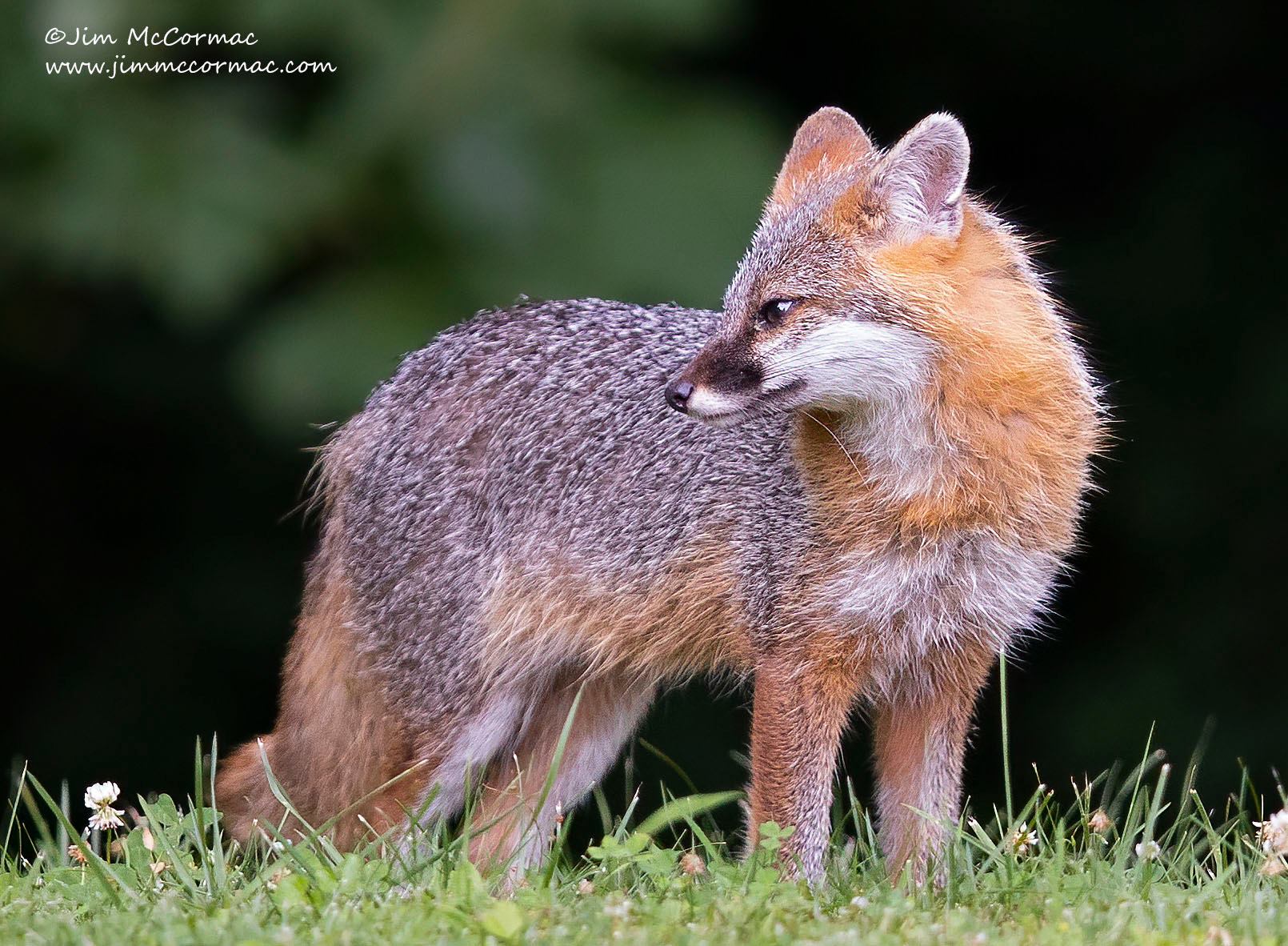 Grey Fox with Blue Hair and Green Eyes - wide 9