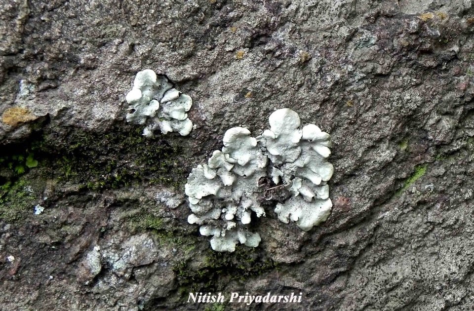 Lichens as indicators of less air pollution in and around Ranchi city, India.
