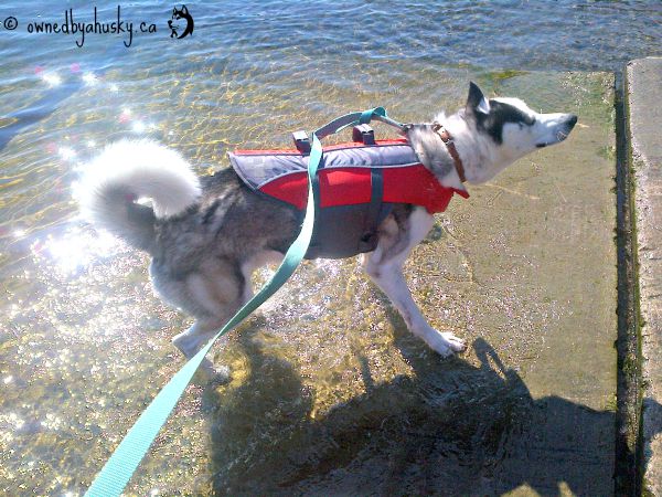 Siberian Husky Playing in the water