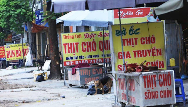 Chính thức cấm giết mổ chó mèo trên toàn lãnh thổ Việt Nam, mức xử phạt lên tới 5 triệu đồng