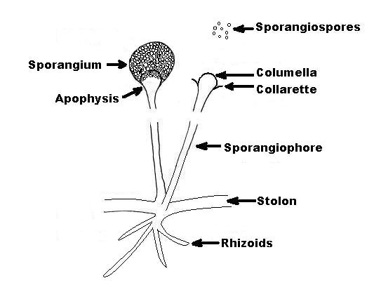 Manfaat jamur neurospora crassa