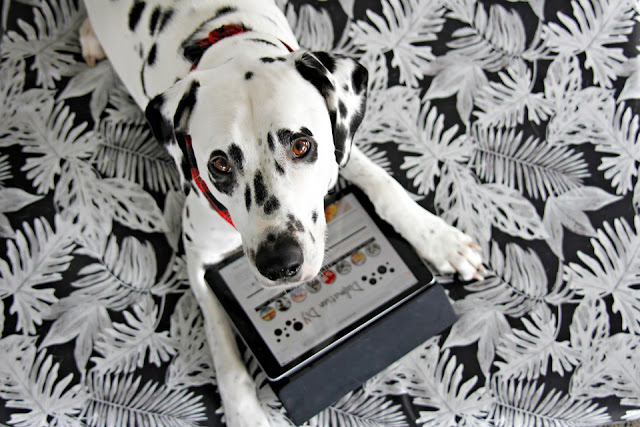 Dalmatian DIY Dog Blog Update - Relocation to dalmatiandiy.com Dalmatian with an iPad lying on a black and white dog bed