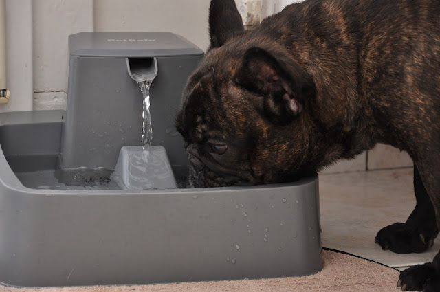 Test fontaine à eau Drinkwell Petsafe