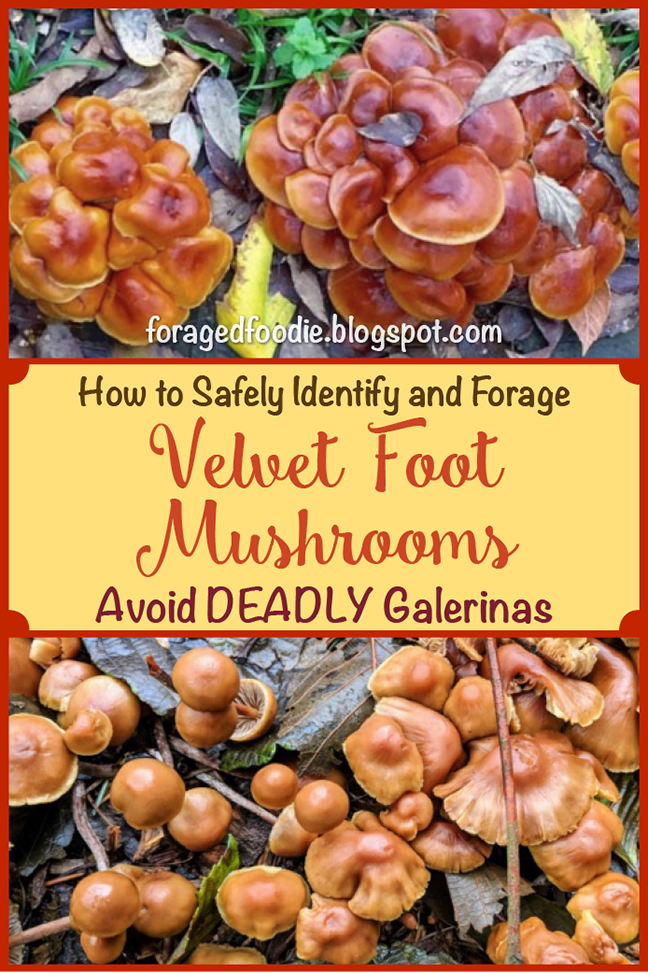 The Foraged Foodie The velvet foot or velvet shank mushroom