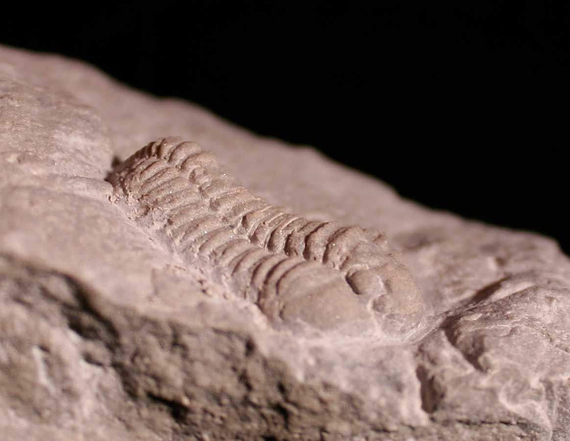 Louisville Fossils and Beyond Calymene Trilobite in Dolomite