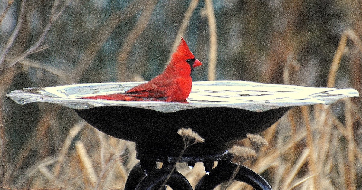 BARRY the BIRDER Cardinals won't leave bird bath either...