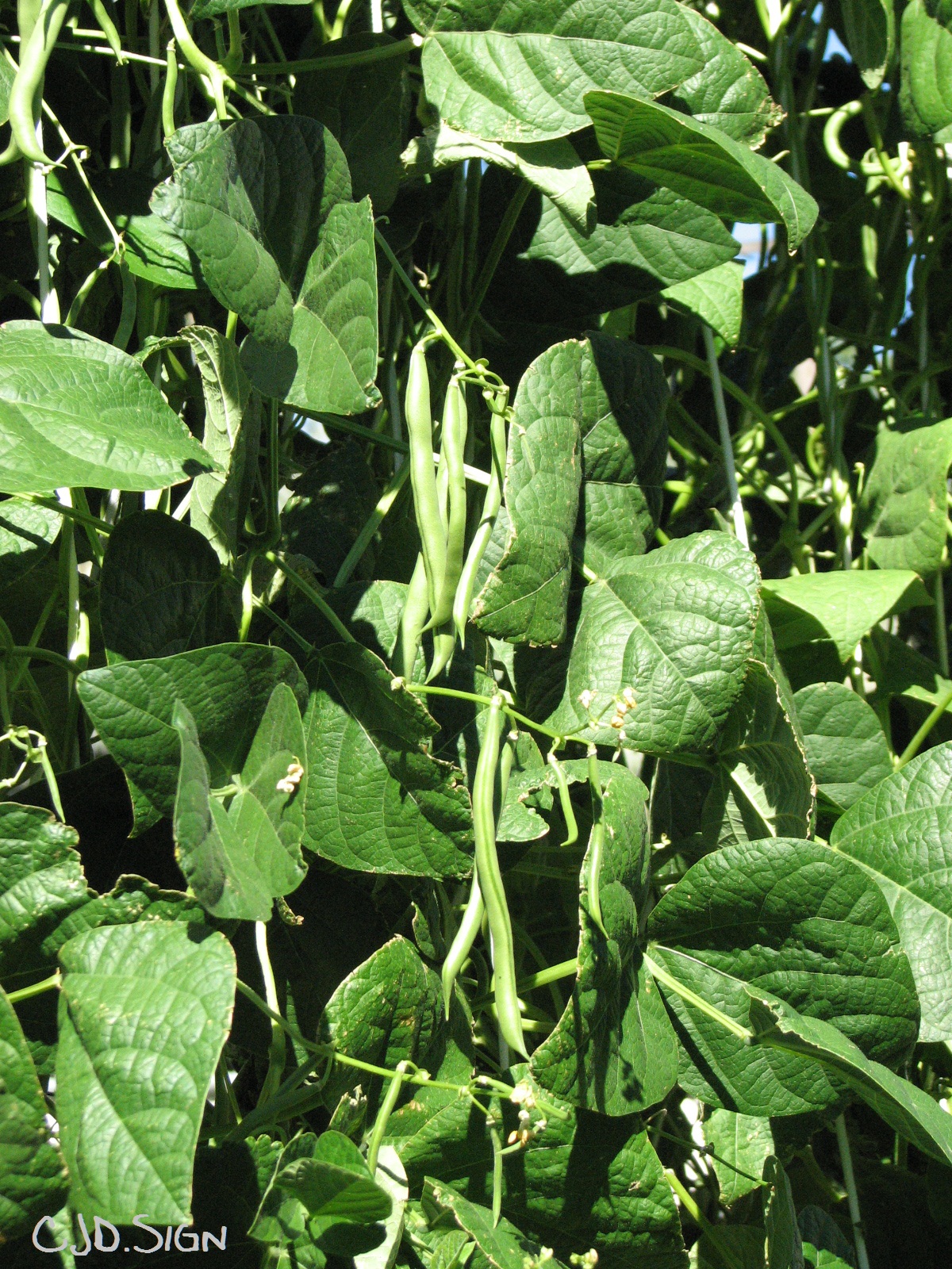You Can Grow Green Beans! Growing green beans, Diy