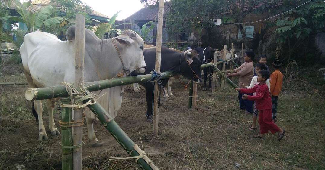 Penyembelihan Hewan Kurban 1440H Di Jetis Caturharjo Sleman - Caturharjo  Sleman