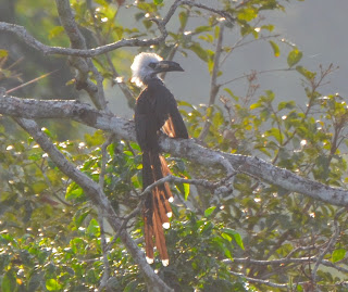 White-Crested Hornbill