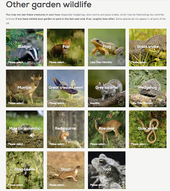 Wild and Wonderful RSPB Big Garden Birdwatch, 2020